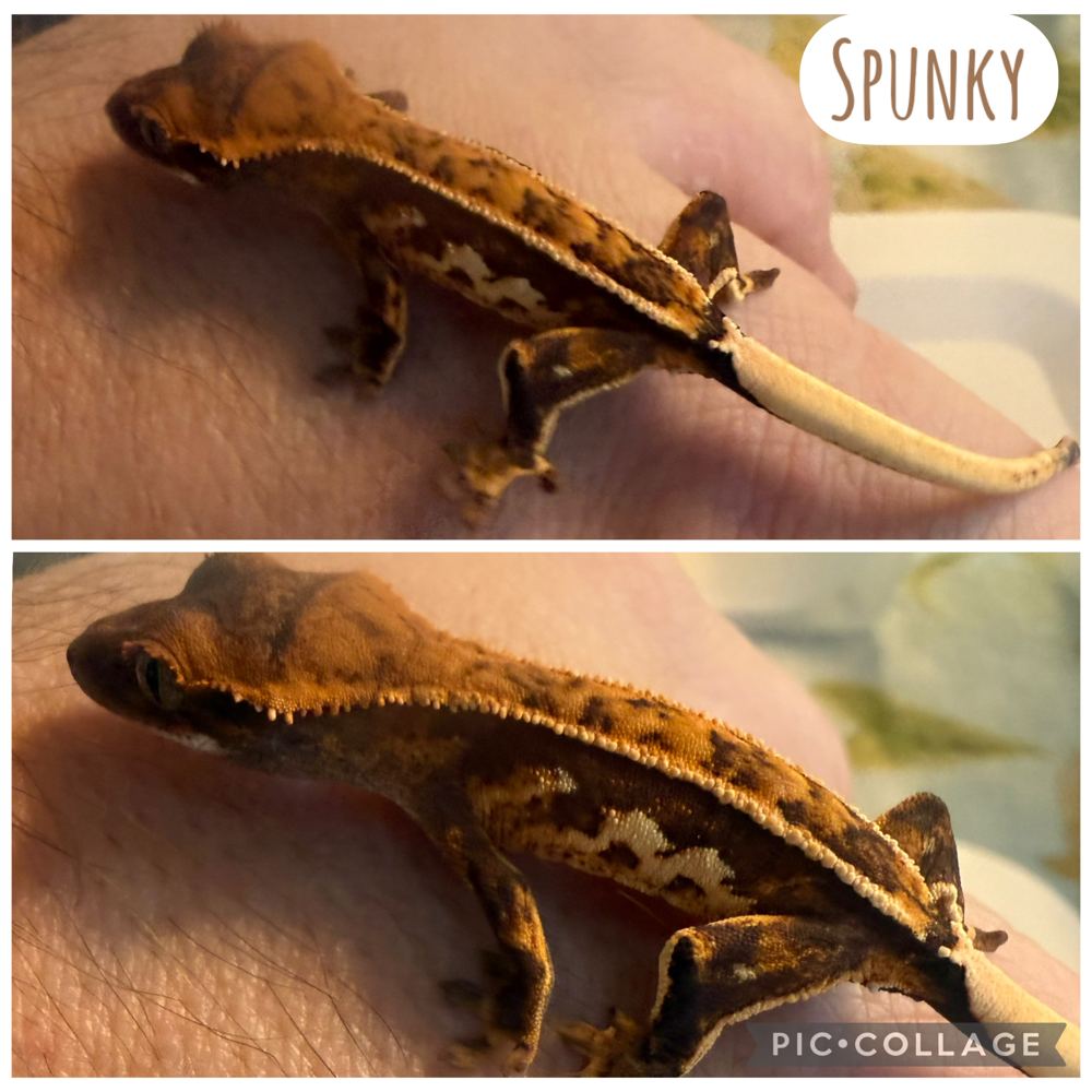 Spunky