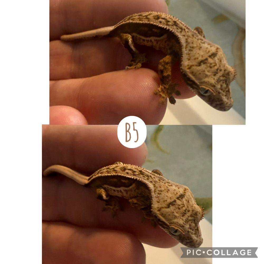 B5