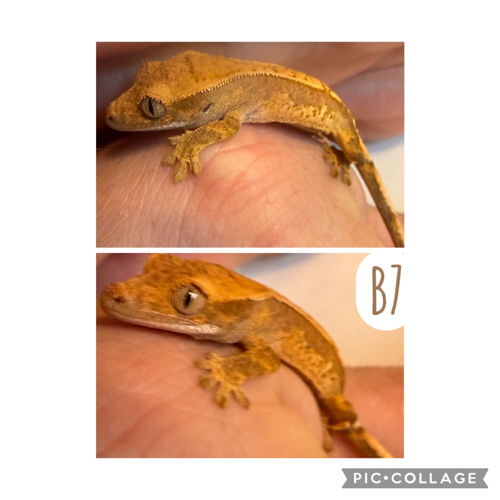 B7