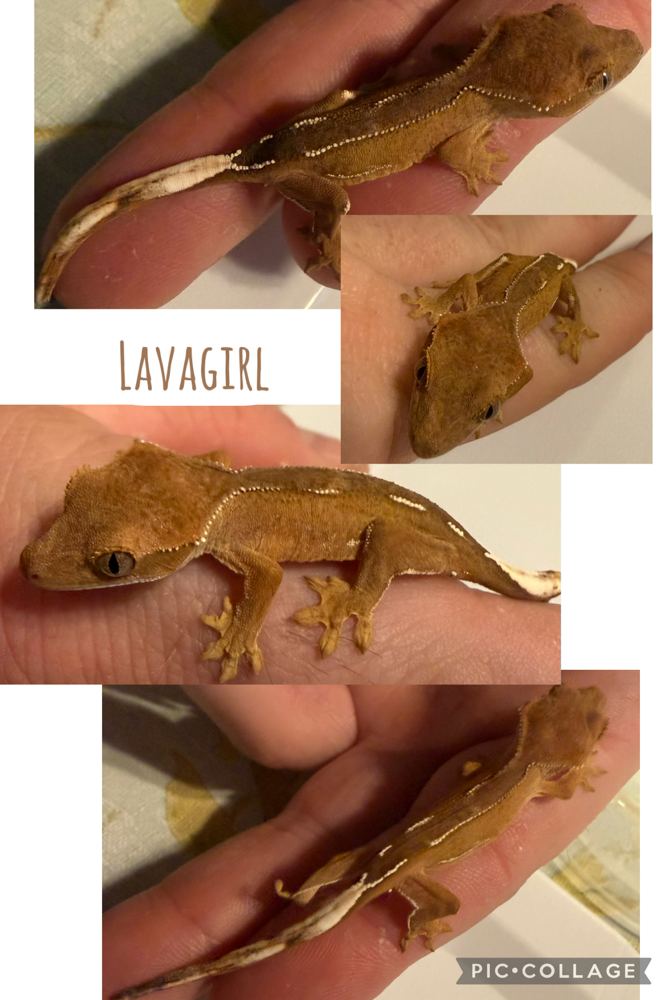 Lavagirl